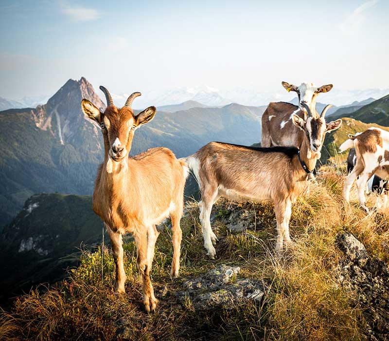 Ziegen auf dem Berg